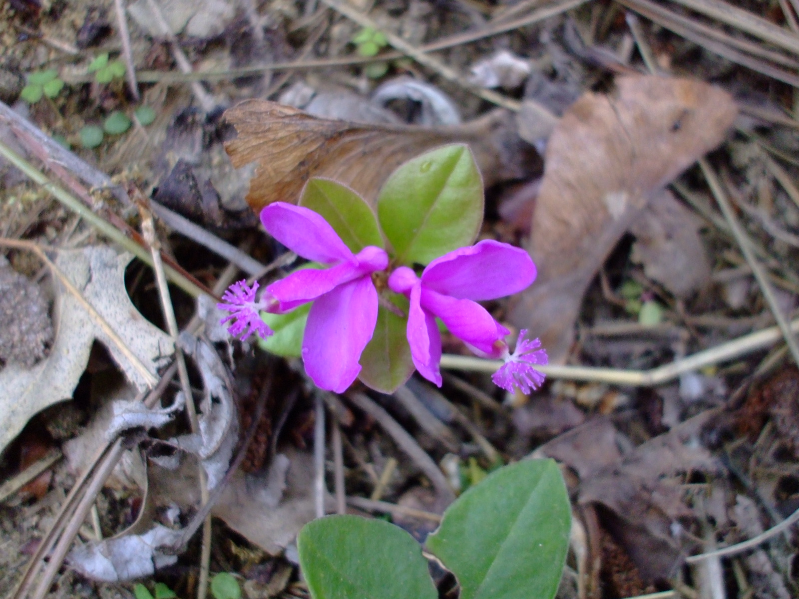Polygala paucifolia